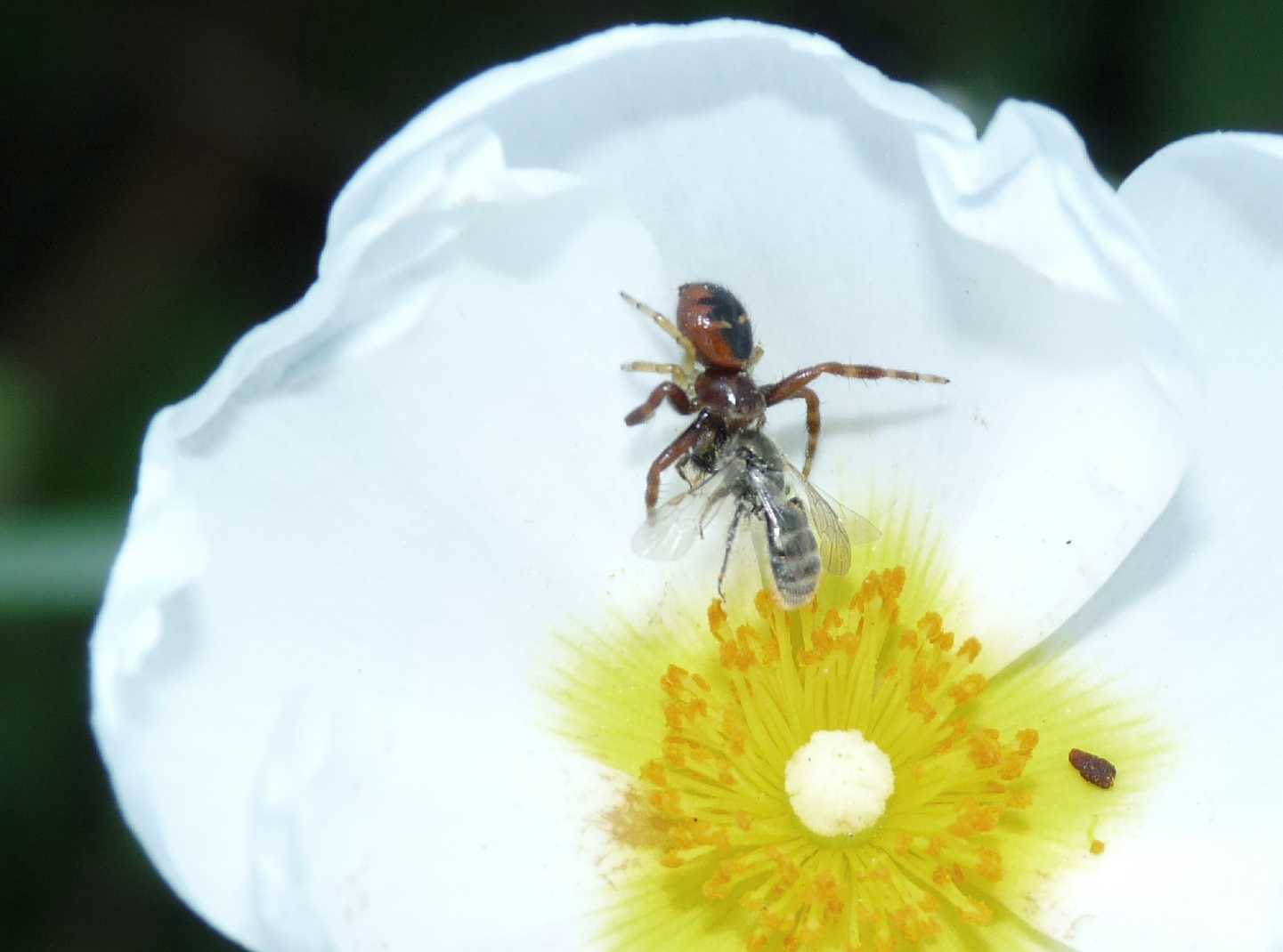 Ceratina sp.? (predata da Synema globosum)